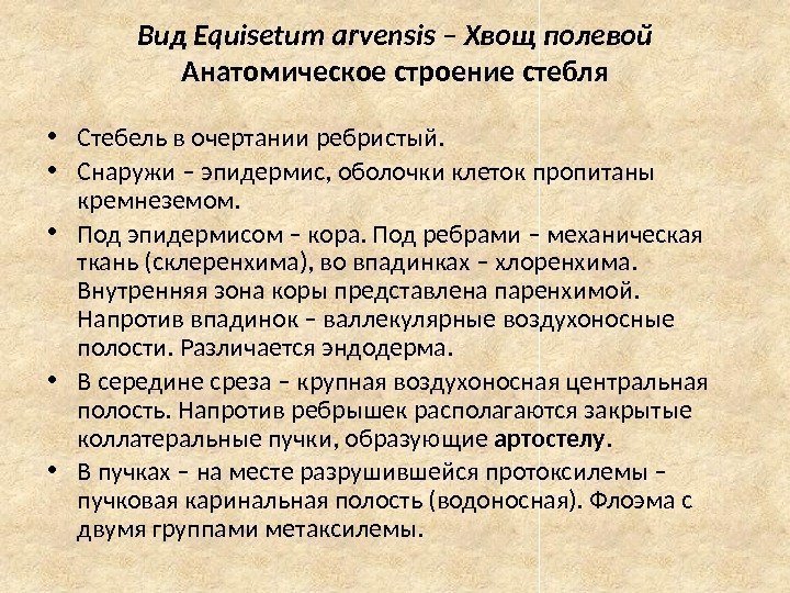 Вид Equisetum arvensis – Хвощ полевой Анатомическое строение стебля • Стебель в очертании ребристый.