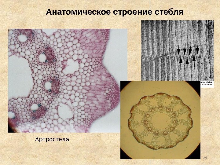 24 Артростела Анатомическое строение стебля 