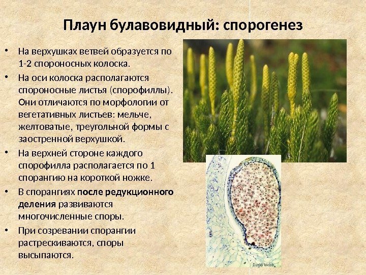 Плаун булавовидный: спорогенез • На верхушках ветвей образуется по 1 -2 спороносных колоска. 