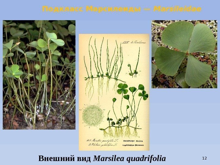 Внешний вид Marsilea  quadrifolia. Подкласс Марсилеиды — Marsileidae 12 