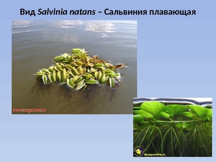 Вид Salvinia natans – Сальвиния плавающая 