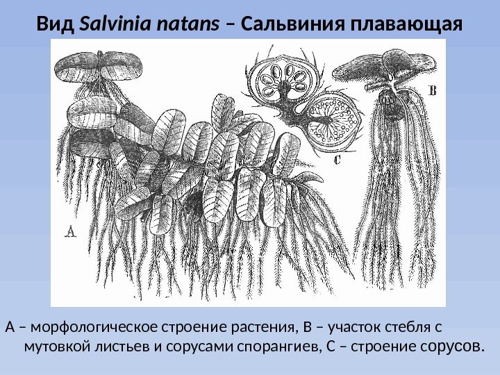 Вид Salvinia natans – Сальвиния плавающая А – морфологическое строение растения, В – участок