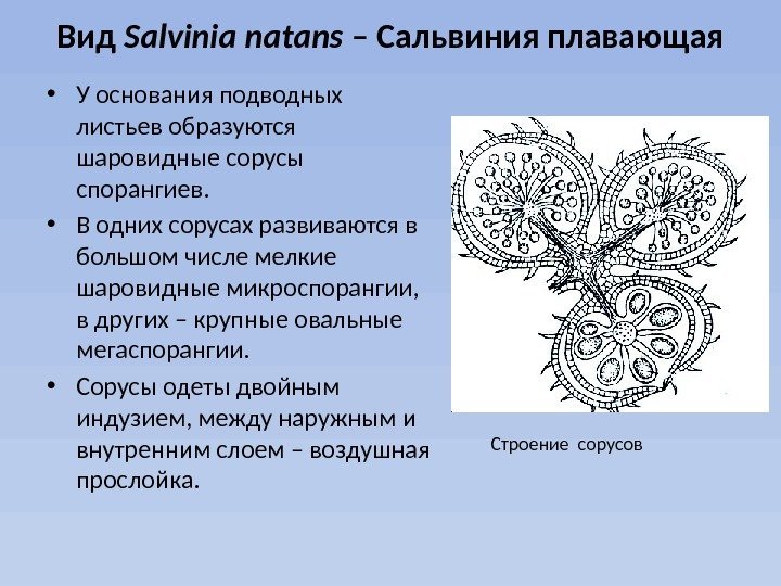 Вид Salvinia natans – Сальвиния плавающая • У основания подводных листьев образуются шаровидные сорусы