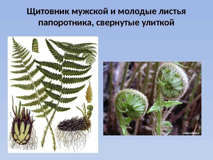 Щитовник мужской и молодые листья папоротника, свернутые улиткой 
