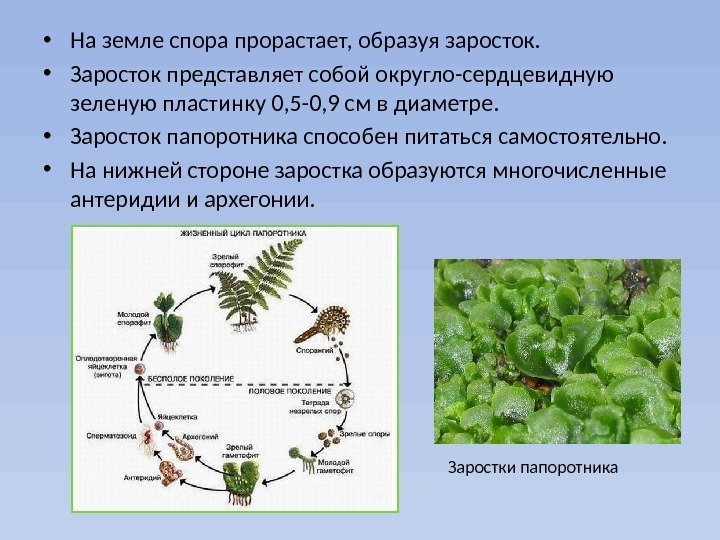  • На земле спора прорастает, образуя заросток.  • Заросток представляет собой округло-сердцевидную