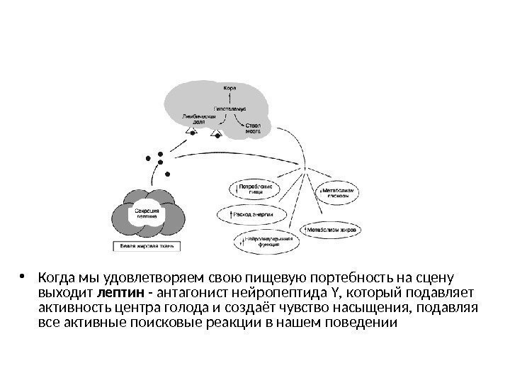  • Когда мы удовлетворяем свою пищевую портебность на сцену выходит лептин - антагонист