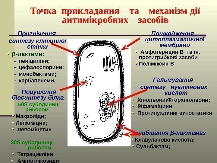 Точка прикладання  та  механізм дії антимікробних  засобів Пригнічення синтезу клітинної стінки