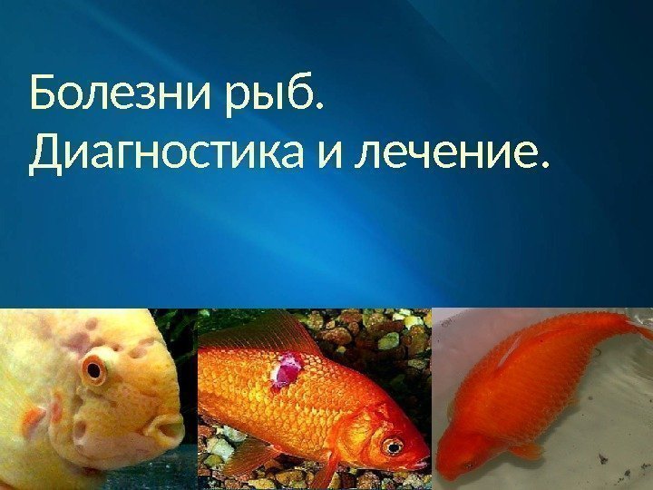 Болезни рыб. Диагностика и лечение. 