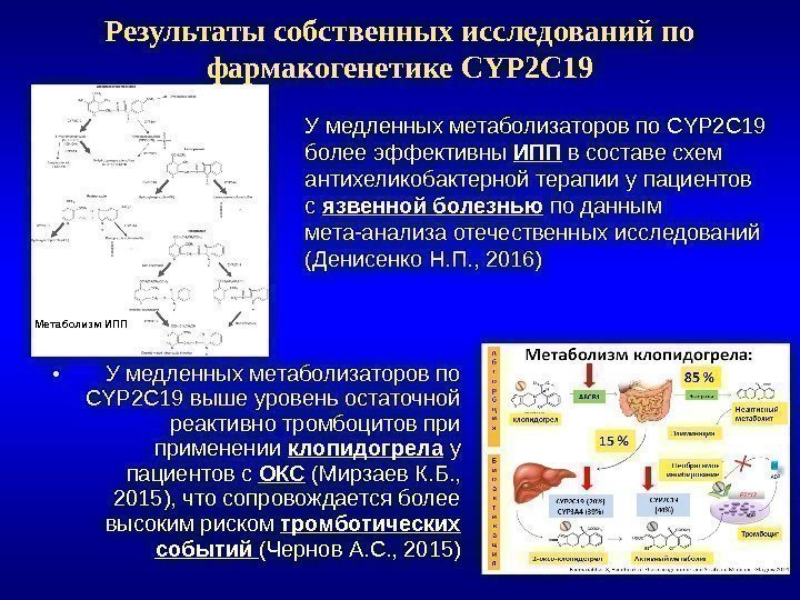 Результаты собственных исследований по фармакогенетике CYP 2 С 19 • У медленных метаболизаторов по