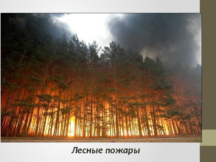 Лесные пожары 