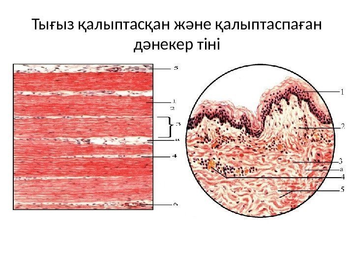 Тығыз қалыптасқан және қалыптаспаған дәнекер тіні 