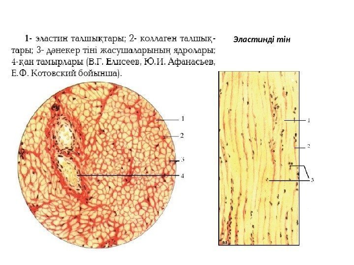 Эластинді тін 