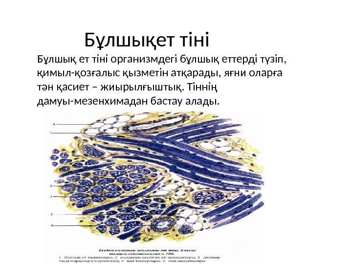 Бұлшықет тіні Бұлшық ет тіні организмдегі бұлшық еттерді түзіп,  қимыл-қозғалыс қызметін атқарады, яғни