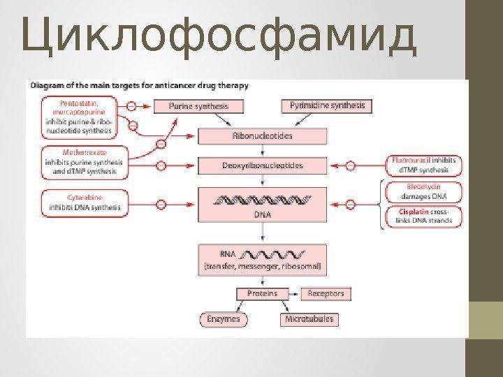 Циклофосфамид 