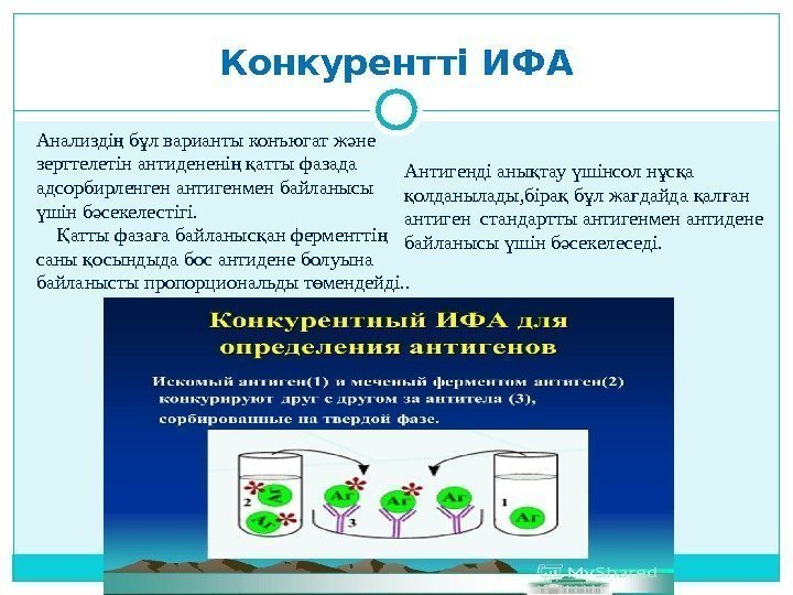 Конкурентті ИФА Анализді б л варианты конъюгат ж не ң ұ ә зерттелетін антиденені