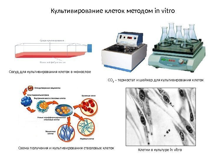 Культивирование клеток методом in vitro Сосуд для культивирования клеток в монослое СО 2 –