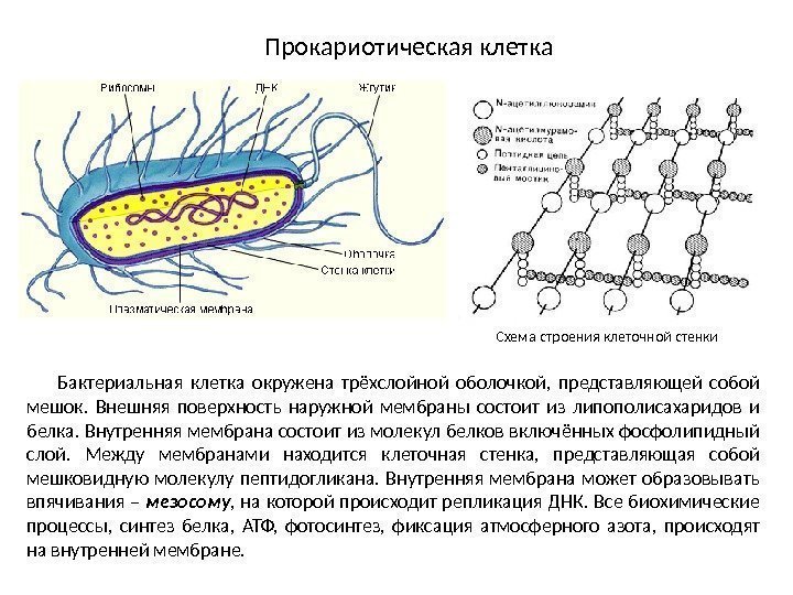Прокариотическая клетка Схема строения клеточной стенки Бактериальная клетка окружена трёхслойной оболочкой,  представляющей собой