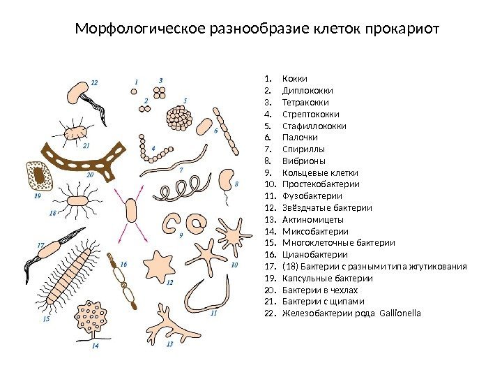 Морфологическое разнообразие клеток прокариот 1. Кокки 2. Диплококки 3. Тетракокки 4. Стрептококки 5. Стафиллококки