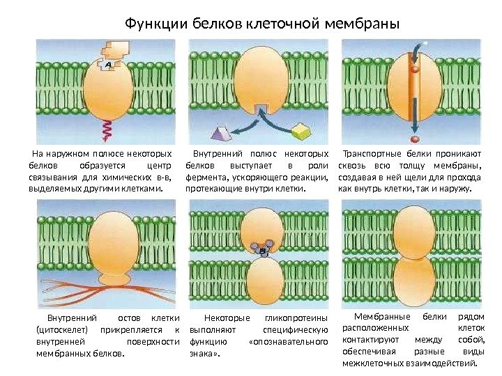  На наружном полюсе некоторых белков образуется центр связывания для химических в-в,  выделяемых