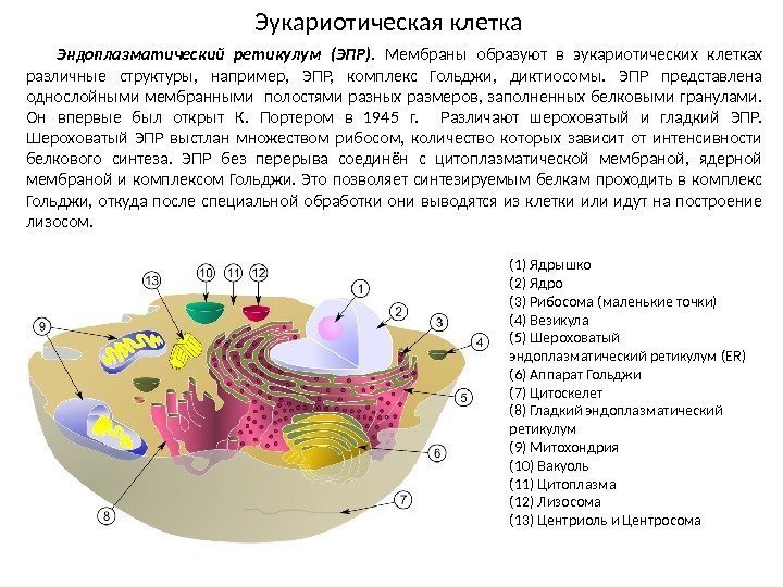 (1) Ядрышко (2) Ядро (3) Рибосома (маленькие точки) (4) Везикула (5) Шероховатый эндоплазматический ретикулум