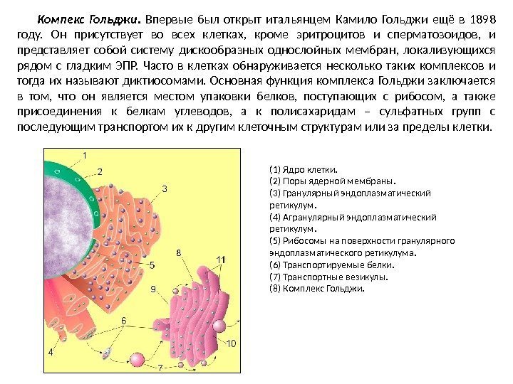 (1) Ядро клетки. (2) Поры ядерной мембраны. (3) Гранулярный эндоплазматический ретикулум. (4) Агранулярный эндоплазматический