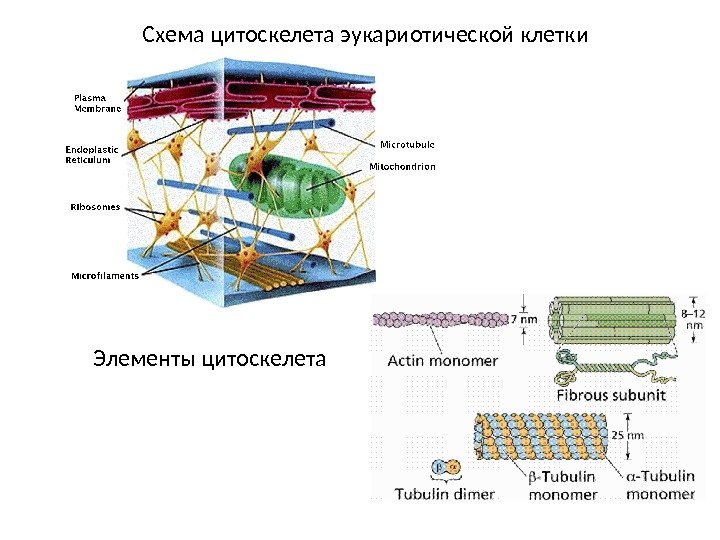 Схема цитоскелета эукариотической клетки Элементы цитоскелета 
