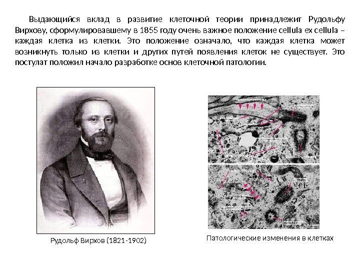 Выдающийся вклад в развитие клеточной теории принадлежит Рудольфу Вирхову, сформулировавшему в 1855 году очень