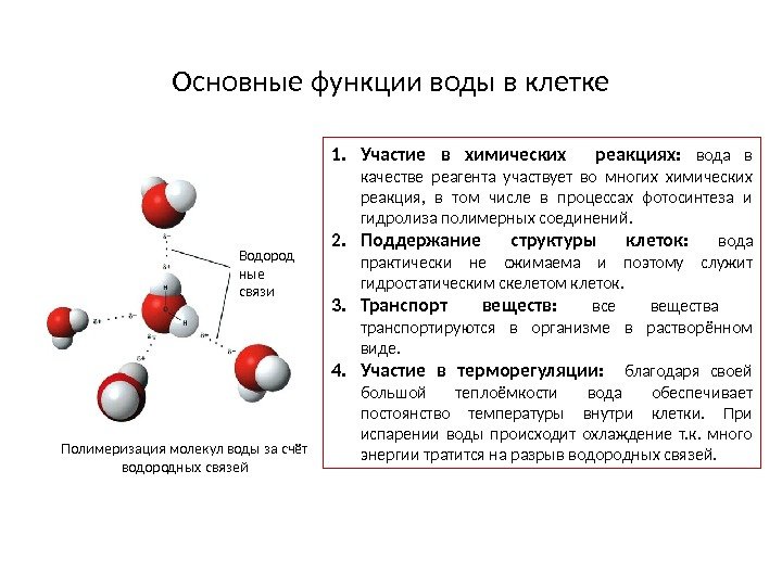 Водород ные связи. Основные функции воды в клетке Полимеризация молекул воды за счёт водородных