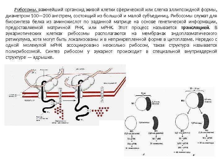 Рибосомы.  важнейший органоид живой клетки сферической или слегка эллипсоидной формы,  диаметром 100—