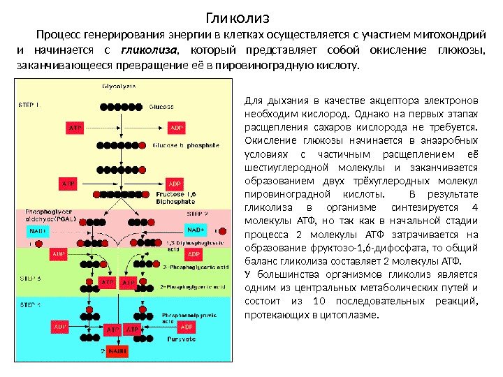 Гликолиз Процесс генерирования энергии в клетках осуществляется с участием митохондрий и начинается с гликолиза