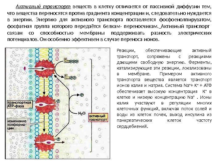 Активный транспорт  веществ в клетку отличается от пассивной диффузии тем,  что вещества