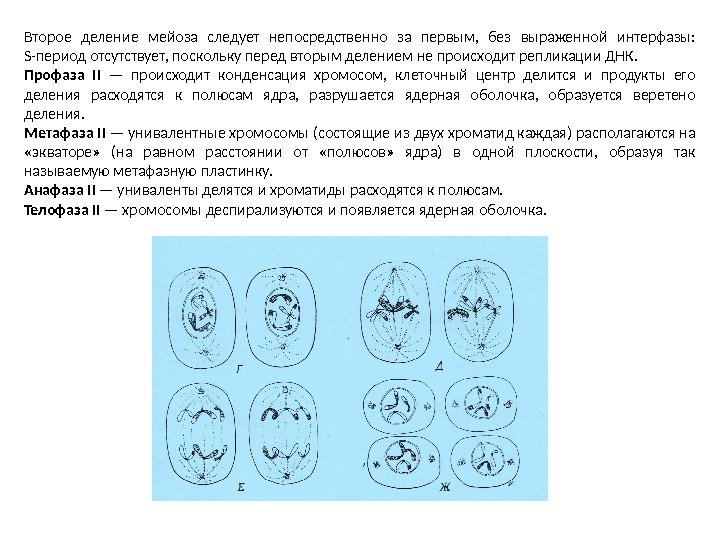 Второе деление мейоза следует непосредственно за первым,  без выраженной интерфазы:  S-период отсутствует,