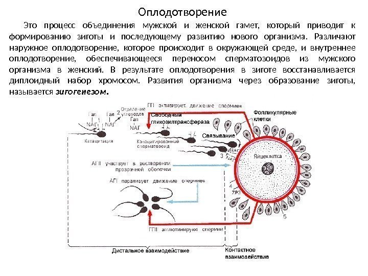 Оплодотворение Это процесс объединения мужской и женской гамет,  который приводит к формированию зиготы