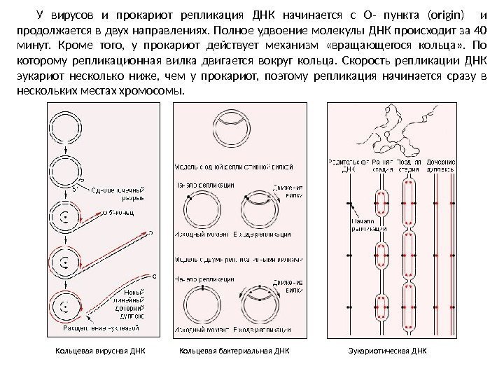 Кольцевая вирусная ДНК Кольцевая бактериальная ДНК Эукариотическая ДНКУ вирусов и прокариот репликация ДНК начинается