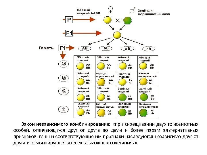 Закон независимого комбинирования:  «при скрещивании двух гомозиготных особей,  отличающихся друг от друга