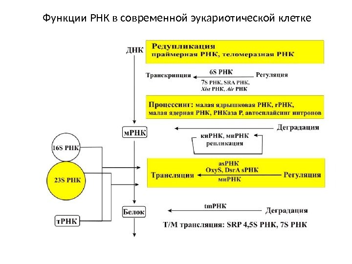 Функции РНК в современной эукариотической клетке 