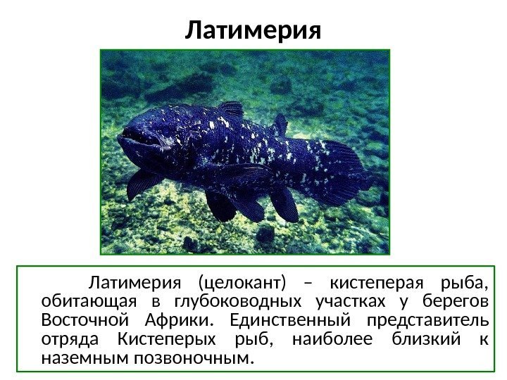 Латимерия   Латимерия (целокант) – кистеперая рыба,  обитающая в глубоководных участках у