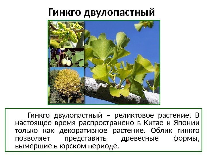Гинкго двулопастный – реликтовое растение.  В настоящее время распространено в Китае и Японии