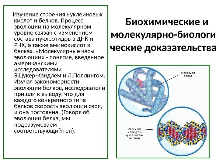   Биохимические и молекулярно-биологи ческие доказательства     Изучение строения нуклеиновых