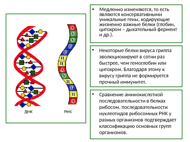  • Медленно изменяются, то есть являются консервативными уникальные гены, кодирующие жизненно важные белки