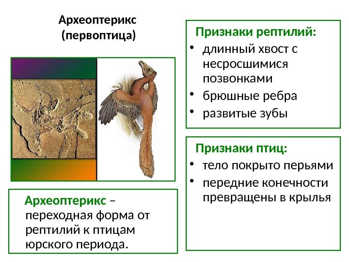 Археоптерикс (первоптица) Археоптерикс – переходная форма от рептилий к птицам юрского периода. Признаки рептилий: