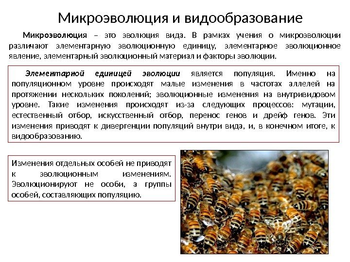 Микроэволюция и видообразование Микроэволюция  – это эволюция вида.  В рамках учения о