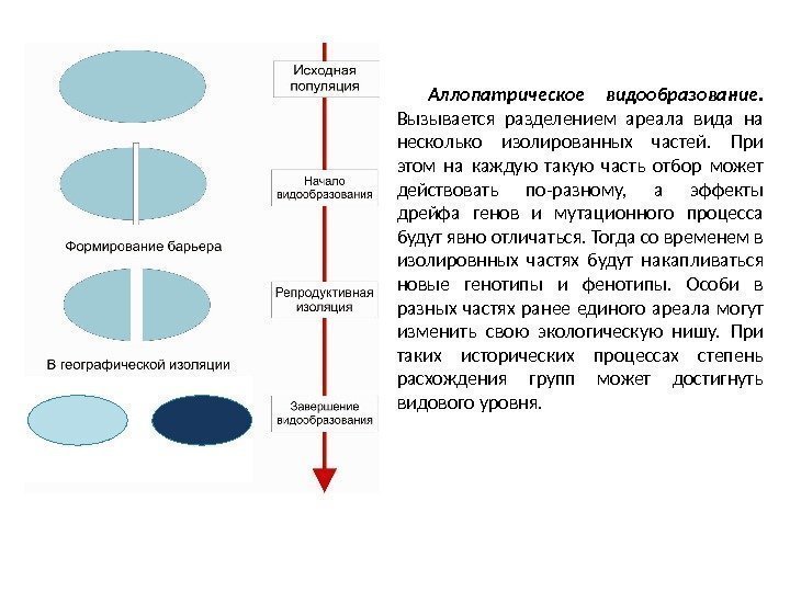 Аллопатрическое видообразование.  Вызывается разделением ареала вида на несколько изолированных частей.  При этом