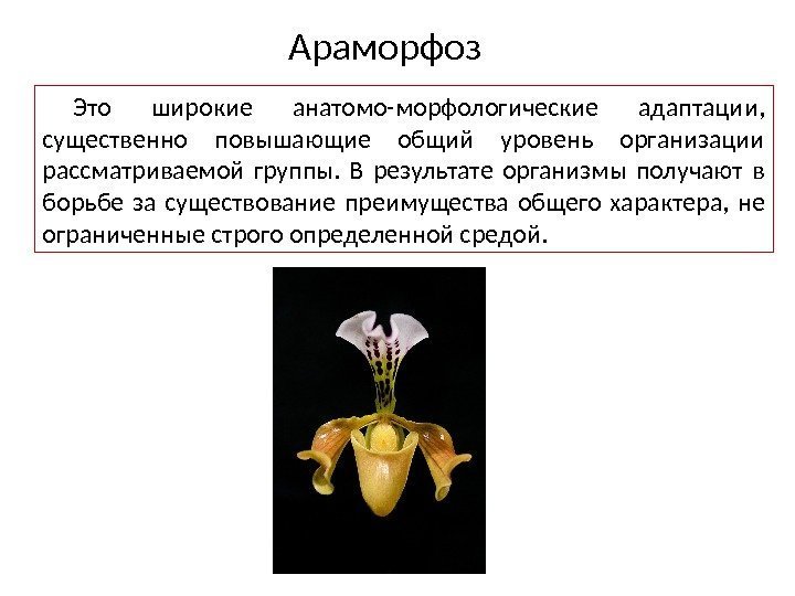 Араморфоз Это широкие анатомо-морфологические адаптации,  существенно повышающие общий уровень организации рассматриваемой группы. 