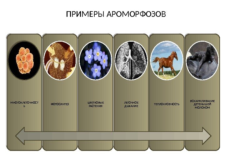 ПРИМЕРЫ АРОМОРФОЗОВ МНОГОКЛЕТОЧНОСТ Ь ФОТОСИНТЕЗ ЦВЕТКОВЫЕ РАСТЕНИЯ ЛЕГОЧНОЕ ДЫХАНИЕ ТЕПЛОКРОВНОСТЬ ВСКАРМЛИВАНИЕ ДЕТЕНЫШЕЙ МОЛОКОМ 13