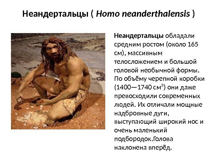 Неандертальцы ( Homo neanderthalensis ) Неандертальцы обладали средним ростом (около 165 см), массивным телосложением