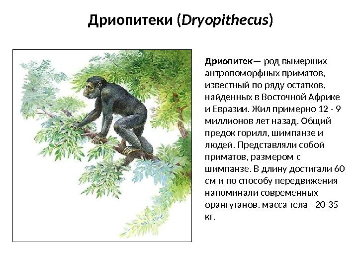 Дриопитеки ( Dryopithecus ) Дриопитек — род вымерших антропоморфных приматов,  известный по ряду
