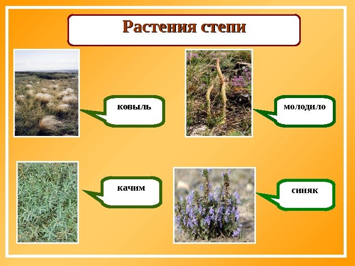   Растения степи ковыль качим молодило синяк 