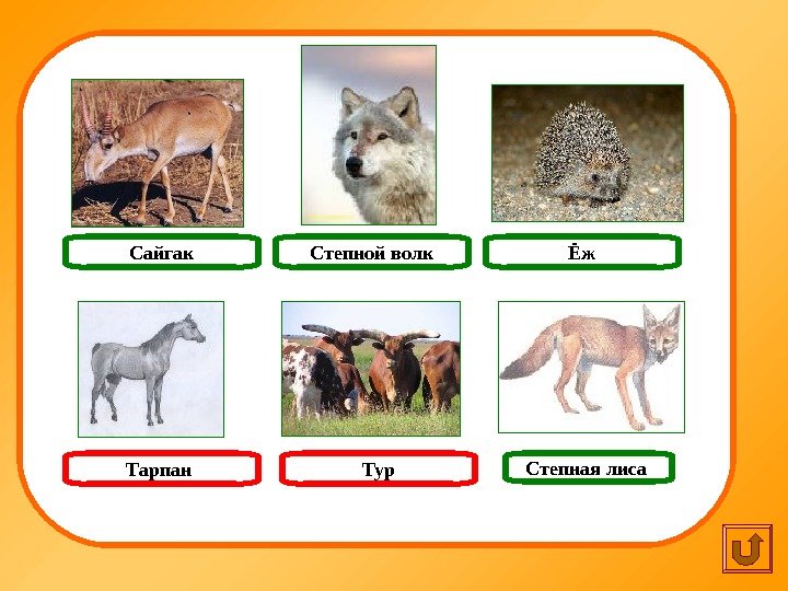   Ёж Тур Степная лиса Сайгак Степной волк Тарпан 