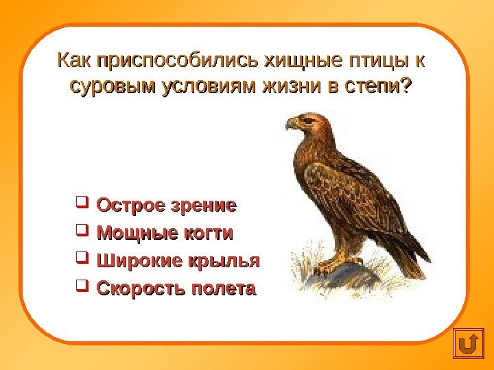   Как приспособились хищные птицы к суровым условиям жизни в степи? Острое зрение